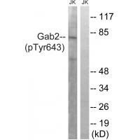 Gab2 (Phospho-Tyr643) Antibody