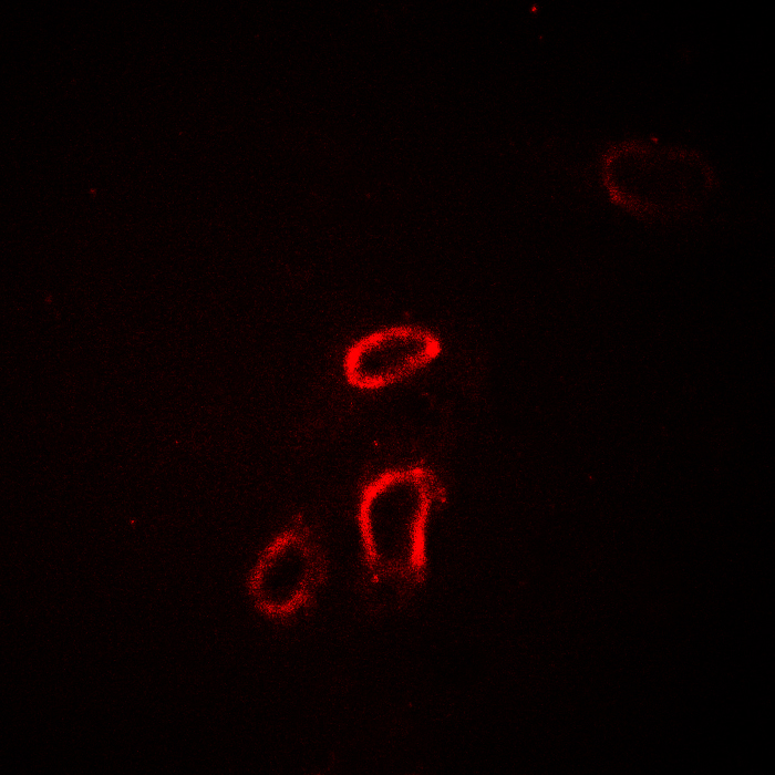Beta-NaCH (phospho-Thr615) Antibody