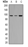 TYRO3/MERTK (phospho-Tyr749/681) Antibody