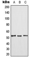 TPL2 (phospho-Thr290) Antibody