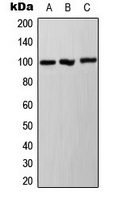 Ah Receptor (phospho-Ser36) Antibody