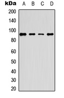 PE2 (phospho-Thr526) Antibody