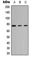 PKC iota/zeta (phospho-Thr412/410) Antibody