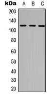 NEK9 (phospho-Thr210) Antibody