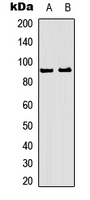 RSK1/2/3 (phospho-Thr573/570/577) Antibody