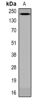 ANAPC1 (phospho-Ser688) Antibody