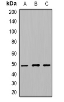 Beta-tubulin (acetyl-Lys379) Antibody