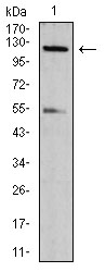 NLRC4(Phospho-Ser-533) Antibody
