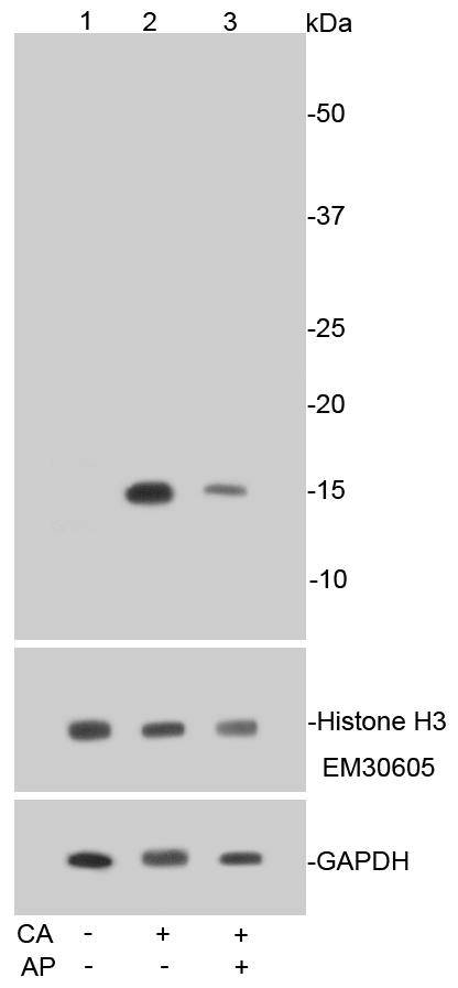 Phospho-Histone H3(S10) Rabbit mAb