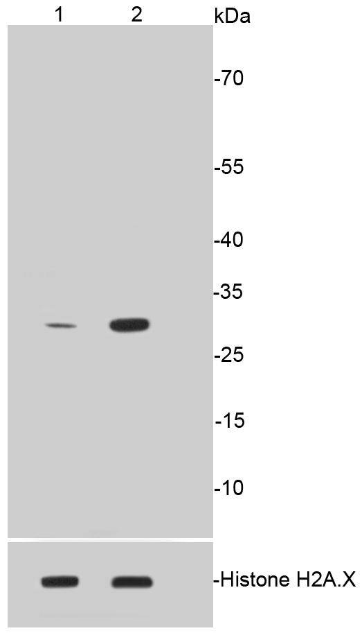 Phospho-Histone H1.3(T17)+Histone H1.4(T17) Rabbit mAb