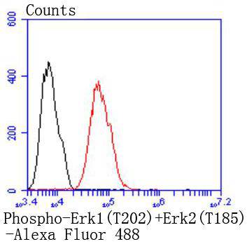 Phospho-Erk1(T202)+Erk2(T185) Rabbit mAb