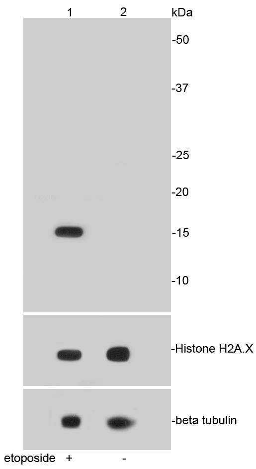 Phospho-Histone H2A.X(S139) Rabbit mAb