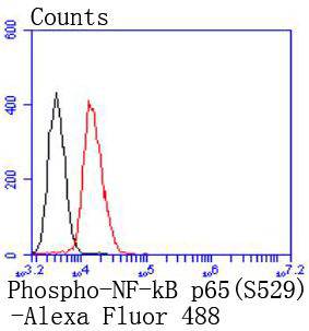 Phospho-NF-kB p65 (S529) Rabbit mAb