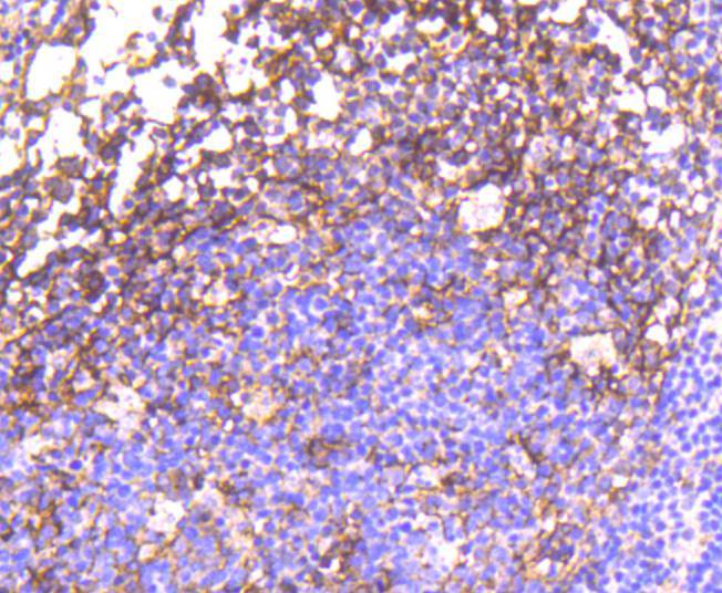 Phospho-EGFR(Y1092) Rabbit mAb