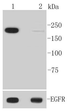 Phospho-EGFR(Y1092) Rabbit mAb