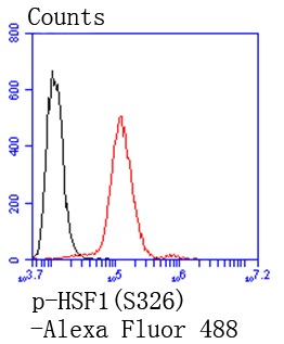 Phospho-HSF1(S326) Rabbit mAb