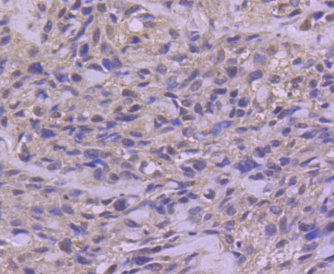 Phospho-c-Jun(S63) Rabbit mAb