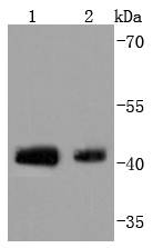 Phospho-c-Jun(S63) Rabbit mAb