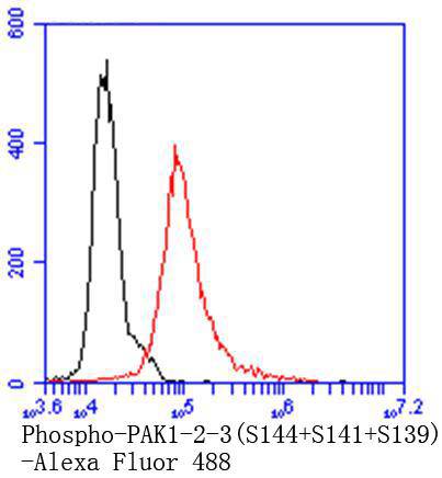 Phospho-PAK1(S144)+PAK2(S141)+PAK3(S139) Rabbit mAb