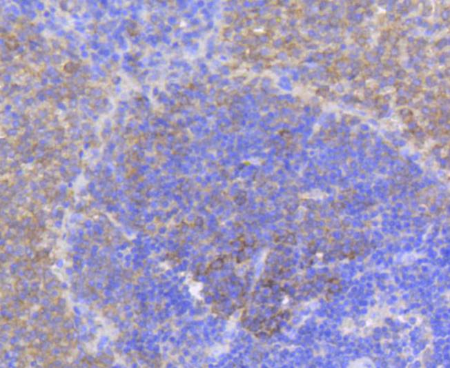 Phospho-eIF4E (S209) Rabbit mAb