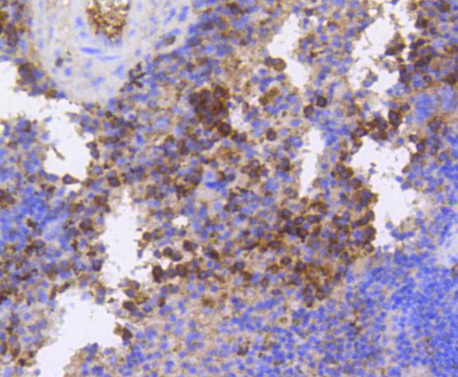 Phospho-eIF4E (S209) Rabbit mAb