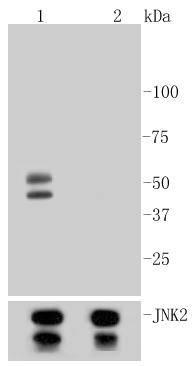 Phospho-JNK1/2/3(T183+T183+T221) Rabbit mAb