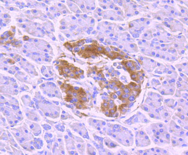 Phospho-TrkB(Y817) Rabbit mAb