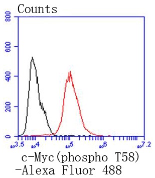 Phospho-c-Myc(T58) Rabbit mAb