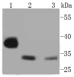 Phospho-Cdk2(Y15) Rabbit mAb