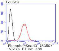 Phospho-Smad2 (S250) Rabbit mAb