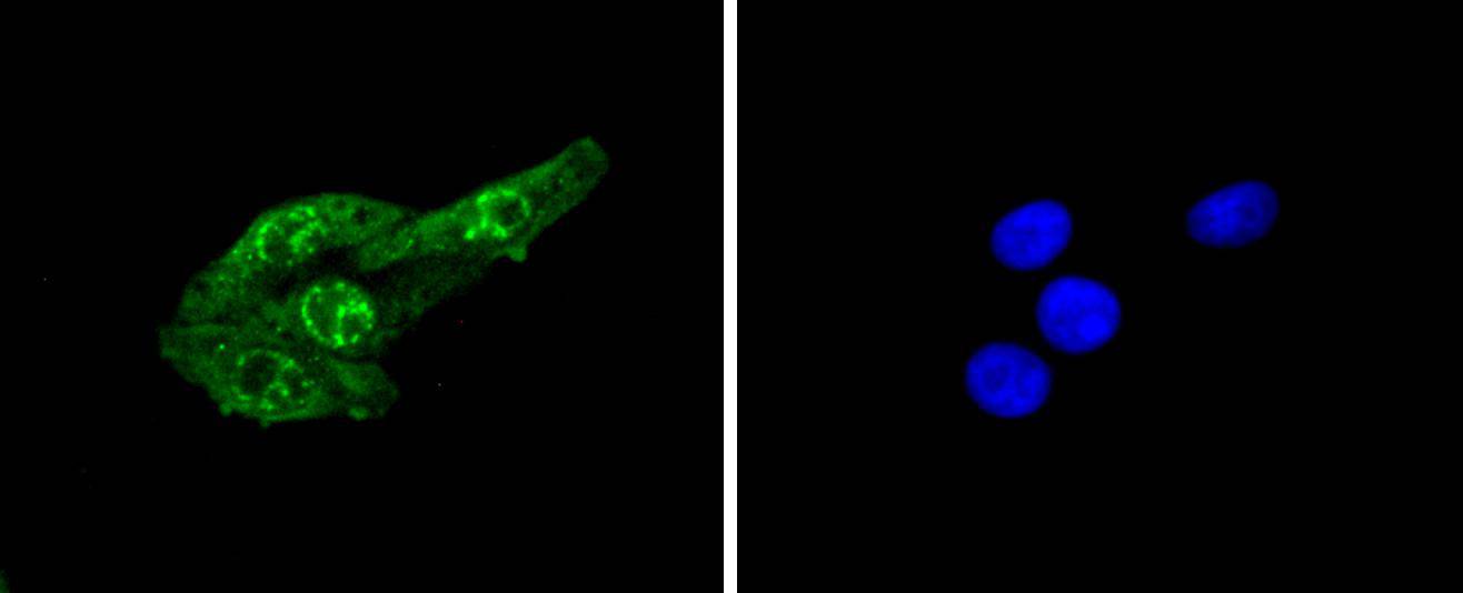 Phospho-Cdc6 (S54) Rabbit mAb