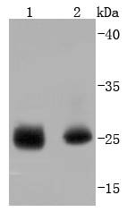 Phospho-Hsp27(S78) Rabbit mAb