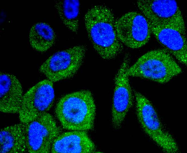 Phospho-B Raf(T401) Rabbit mAb