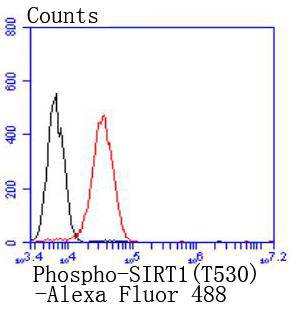 Phospho-SIRT1(T530) Rabbit mAb