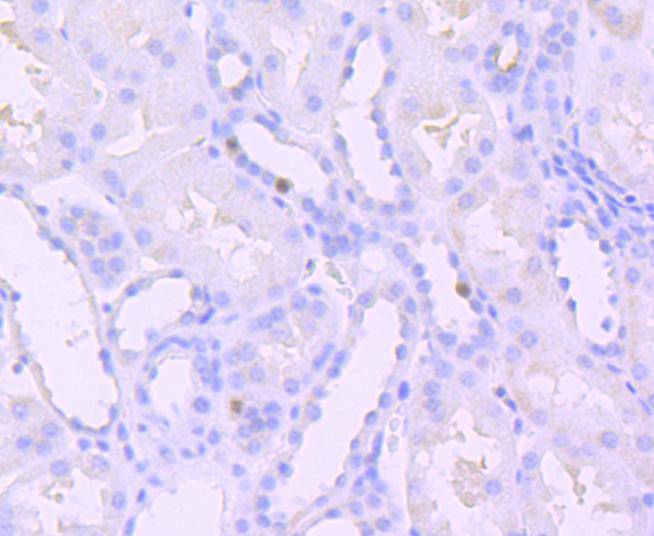 Phospho-SIRT1(T530) Rabbit mAb