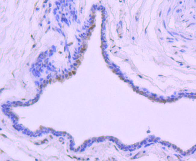 Phospho-c-Jun(T91) Rabbit mAb