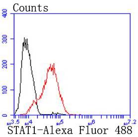 STAT1 Rabbit mAb