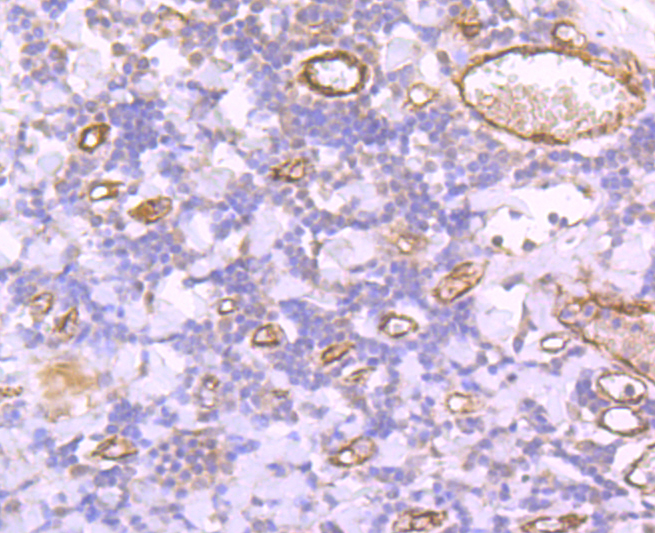 Von Willebrand Factor Rabbit mAb