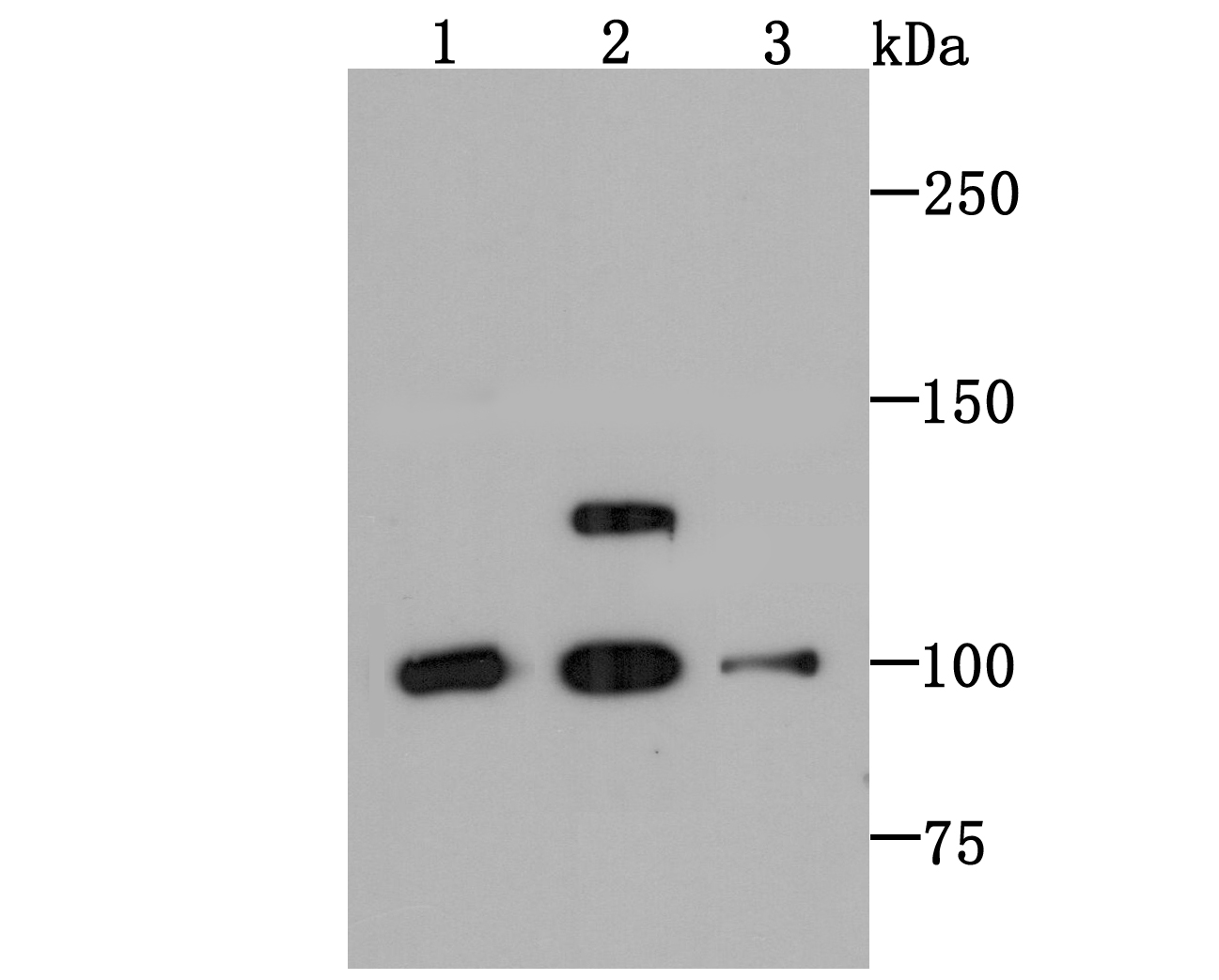 PSD93 Rabbit mAb