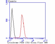 Cytochrome P450 17A1 Rabbit mAb