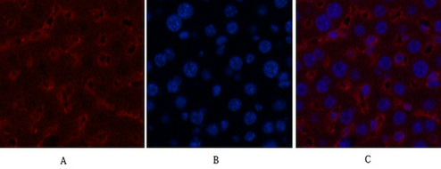 α-tubulin Mouse Monoclonal Antibody