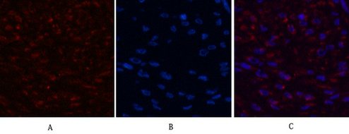 β I tubulin Mouse Monoclonal Antibody