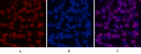 Histone H3 Mouse Monoclonal Antibody