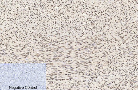 Histone H3 Mouse Monoclonal Antibody