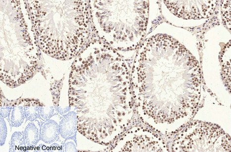 Histone H3 Mouse Monoclonal Antibody