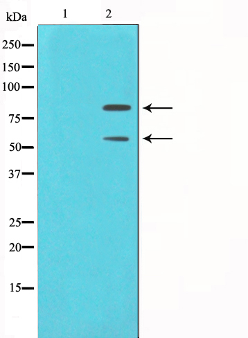 MDM2(Ab-166) Antibody