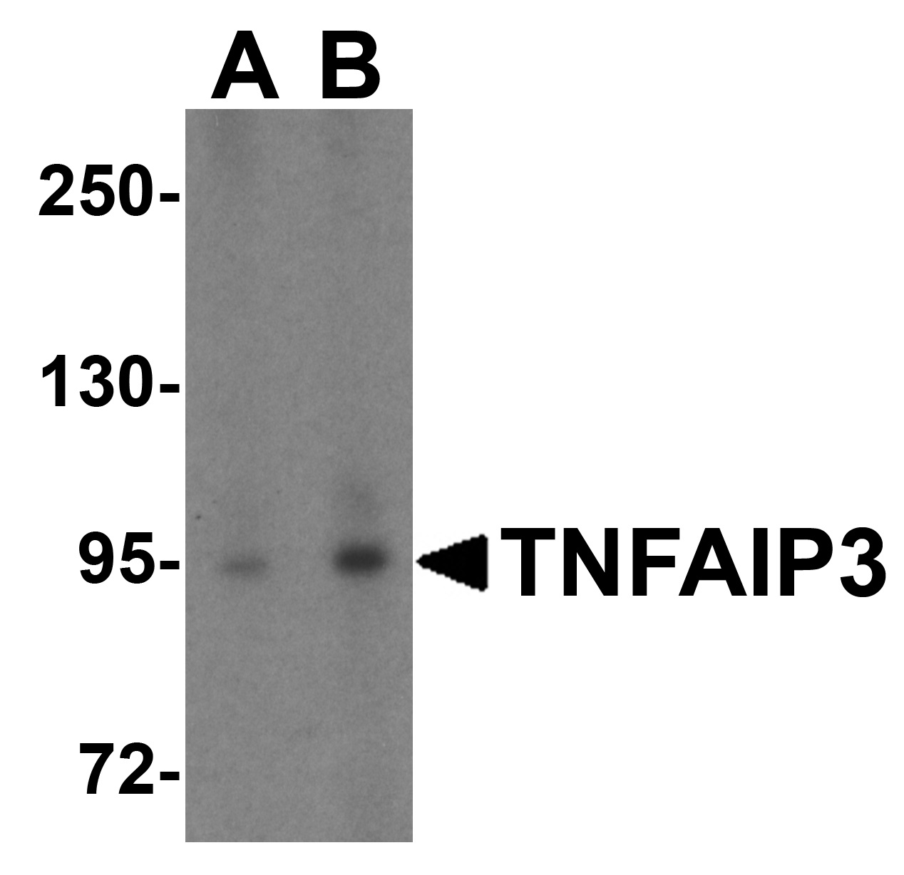 TNFAIP3 Antibody