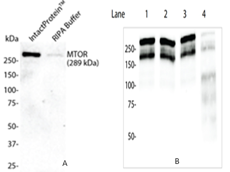 CELL-TISSUE LYSIS KIT