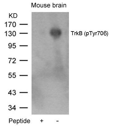 TrkB(Phospho-Tyr706) Antibody