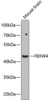 FBXW4 Polyclonal Antibody